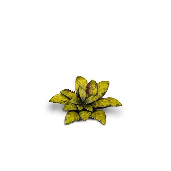 Gamers Grass Laser Plants: Dumb Cane -