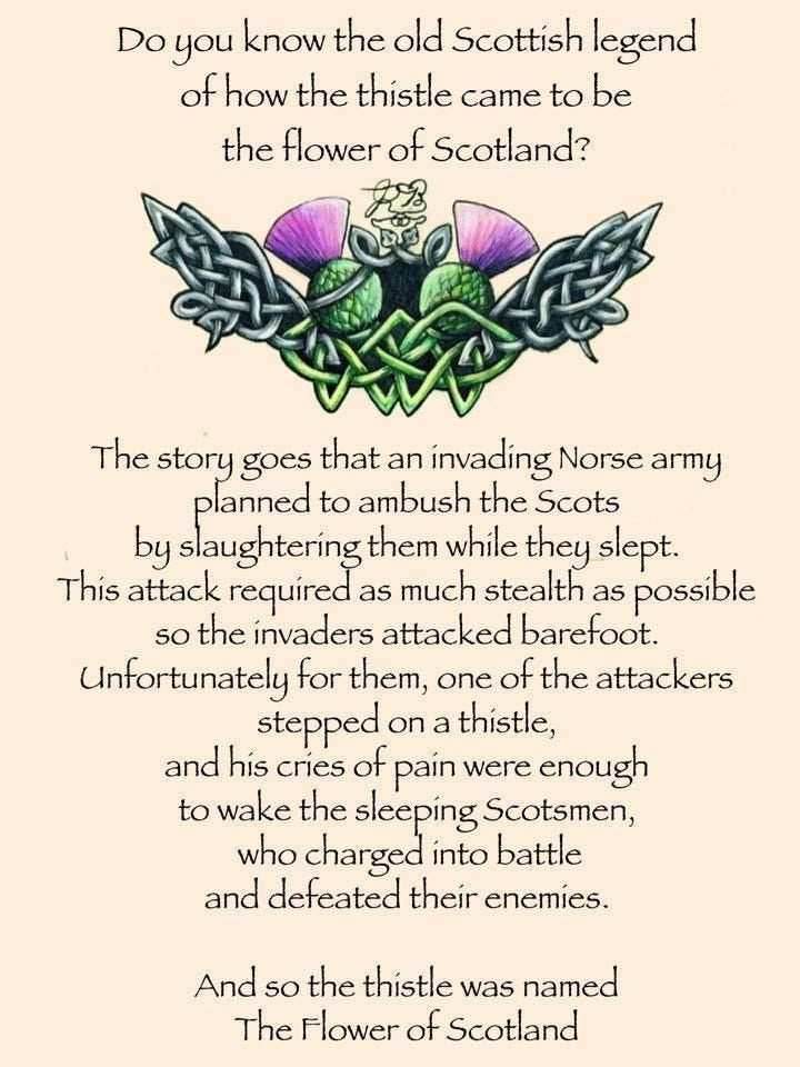Scotland Thistle Cuff Links - 