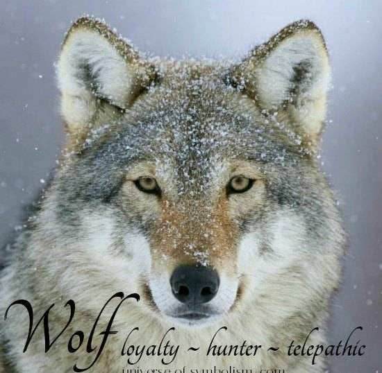 Arkyn Wolf Moon Earrings - 