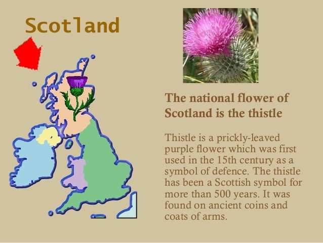 Scottish Thistle Pewter Scarf Ring - 